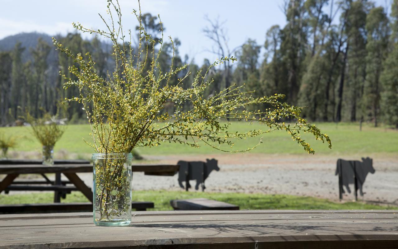 Saladin Lodge Narbethong Exteriér fotografie